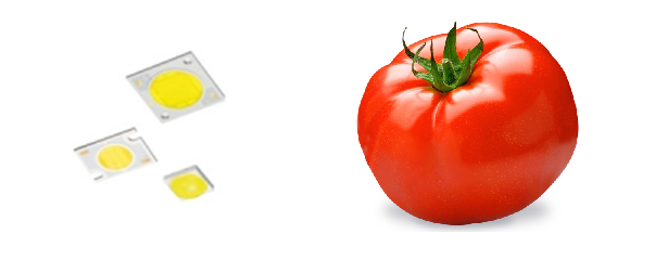 LED_cultivo_tomate_metal_luz